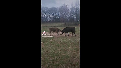 Sisters playing.