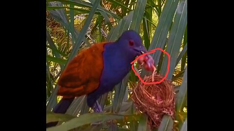 Birds of prey hunt#animals #annimalworld