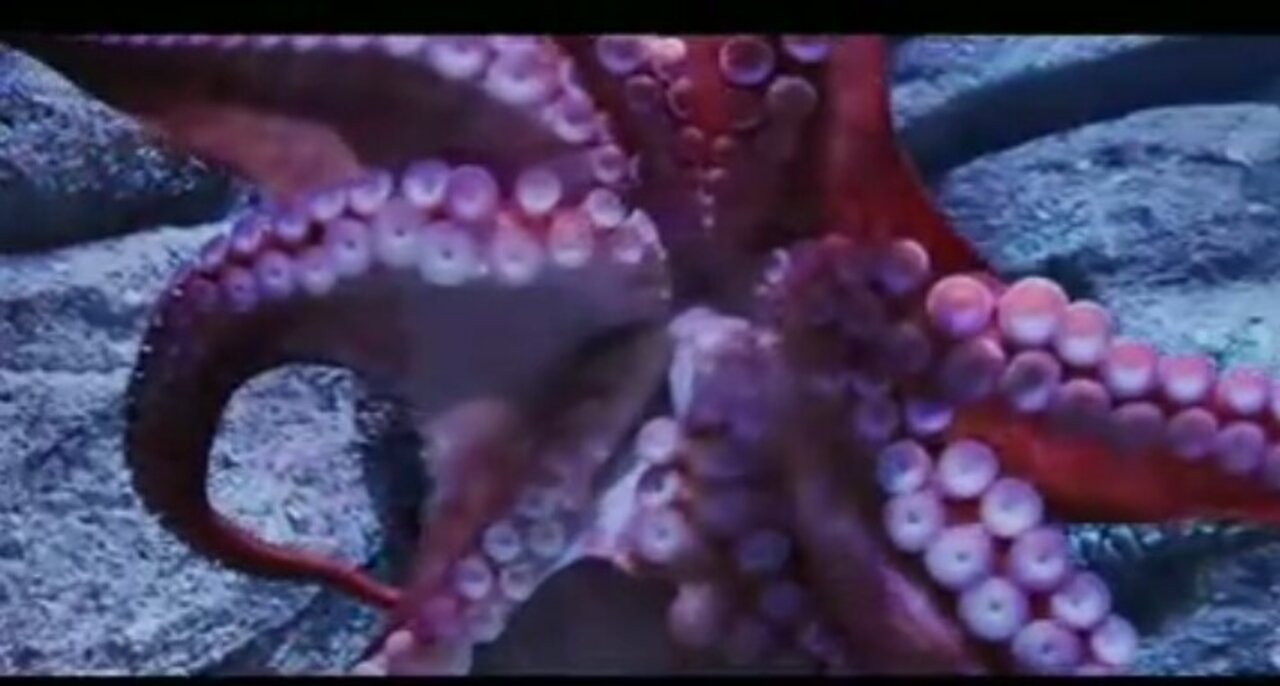 Sea life of the funniest animals | Blue octopus and cutest whale movement in Sea World.