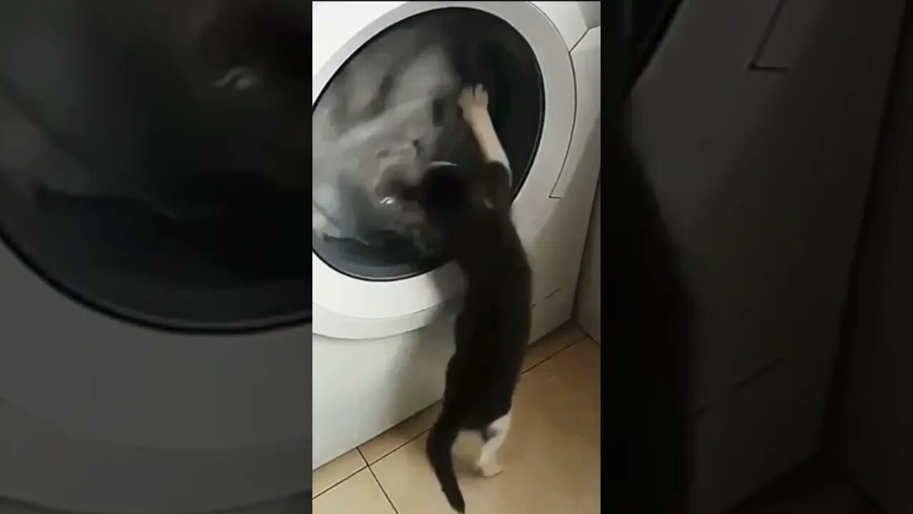 Hey, I'm not looking so fast / cat and washing machine