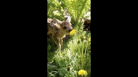 Delicious dandelion