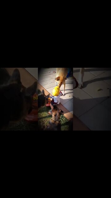 1Min Animal World #dogs #cats #pet