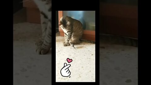 Cat love 😻