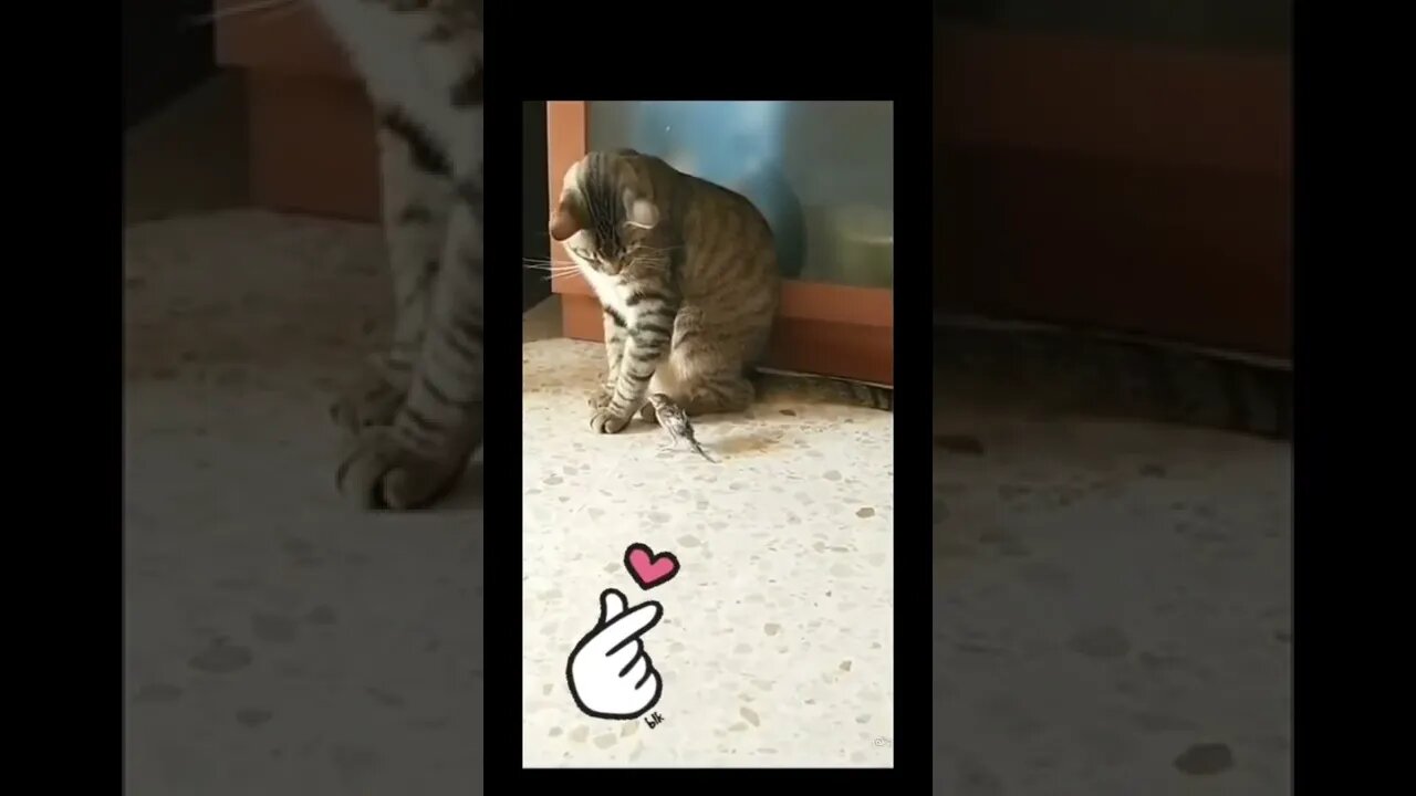 Cat love 😻