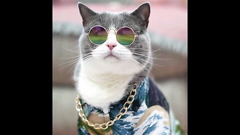 Funny cat video