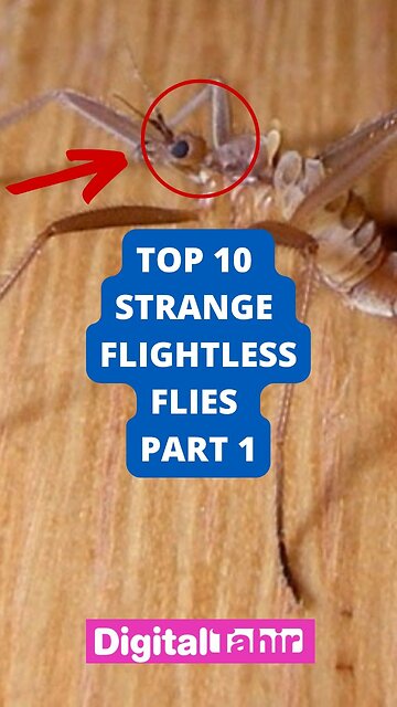 Top 10 Strange Flightless Flies Part 1