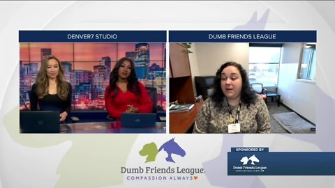 Dumb Friends League Meet Pepperoni and Interview with Mallory Harris
