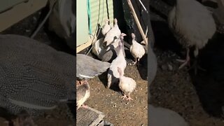 Guinea fowl keets and some geese