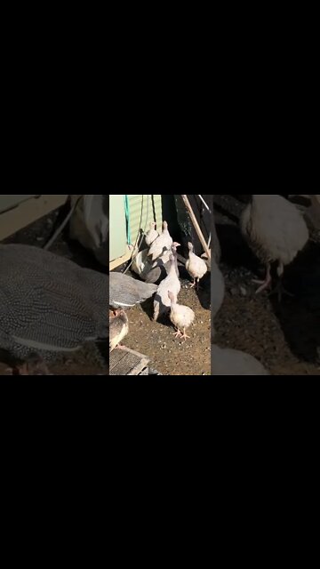 Guinea fowl keets and some geese