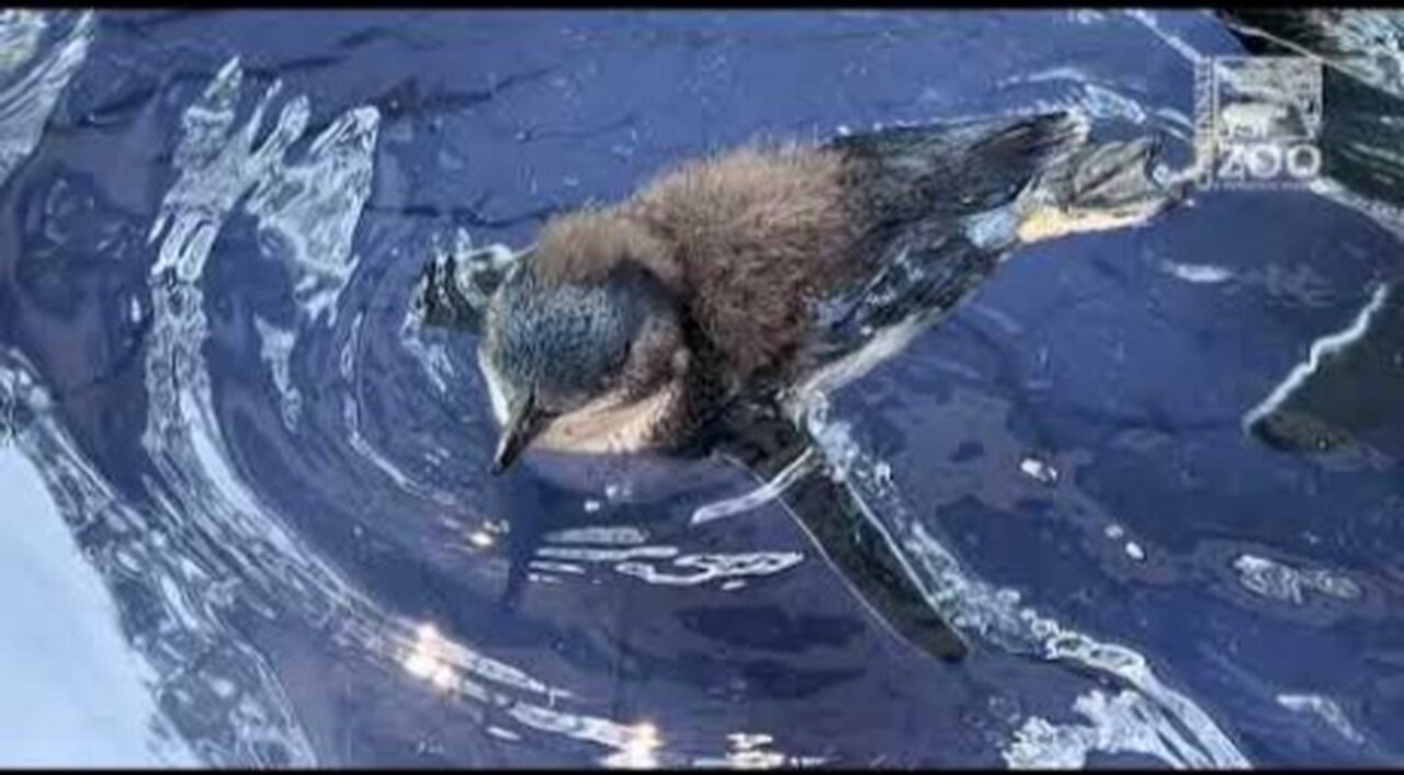 First Swim for 3 Little Penguin Chicks - Cincinnati Zoo