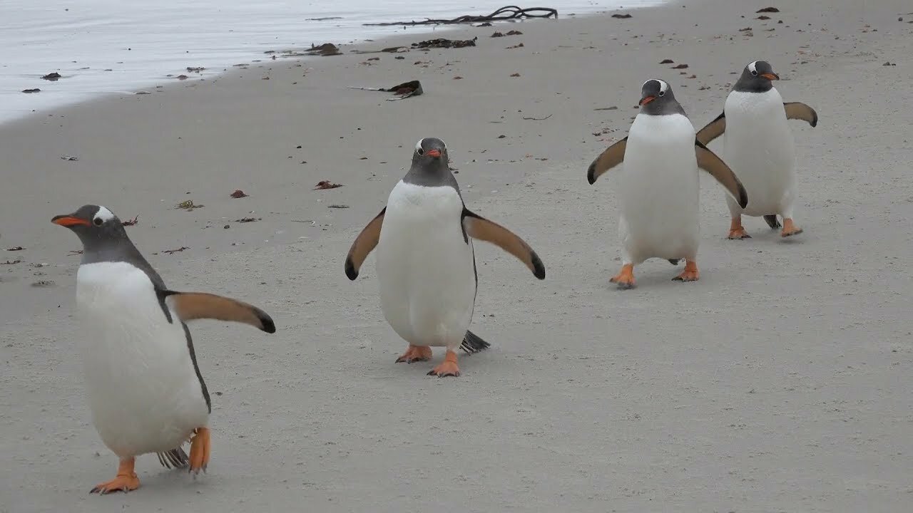 Penguin Fail - Best Bloopers from Penguins Spy in the Huddle