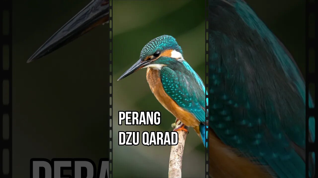 Perang Dzu Qarad dan lainnya