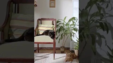 KUCING LUCU #PART 13