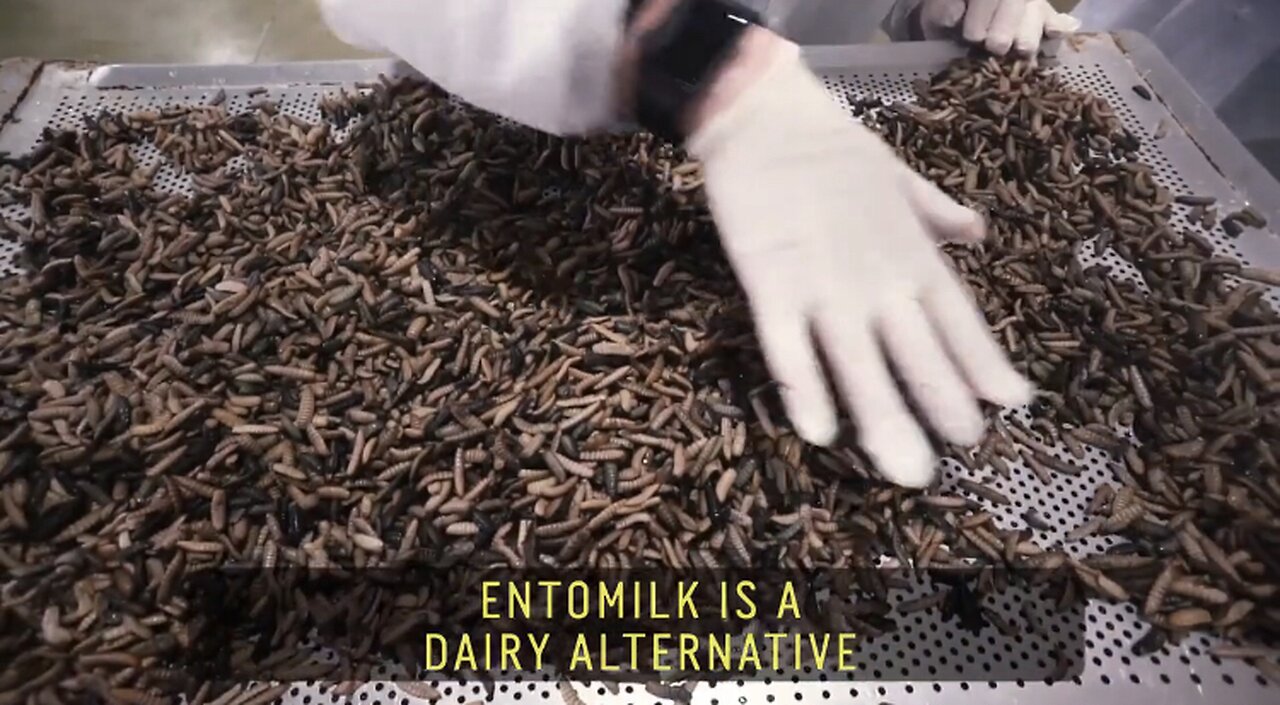 ENTOMILK: A Dairy Alternative Made From Insects