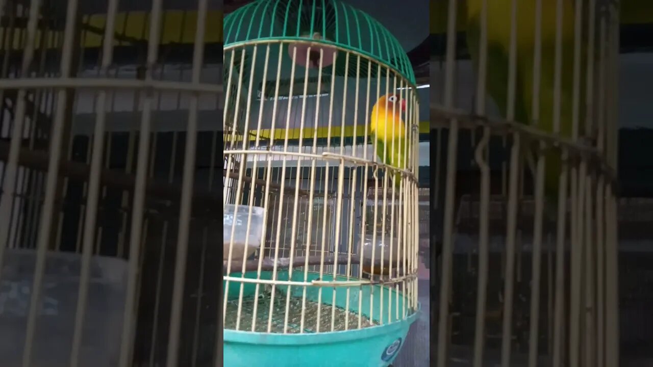 burung lovebird ngoceh 🐦