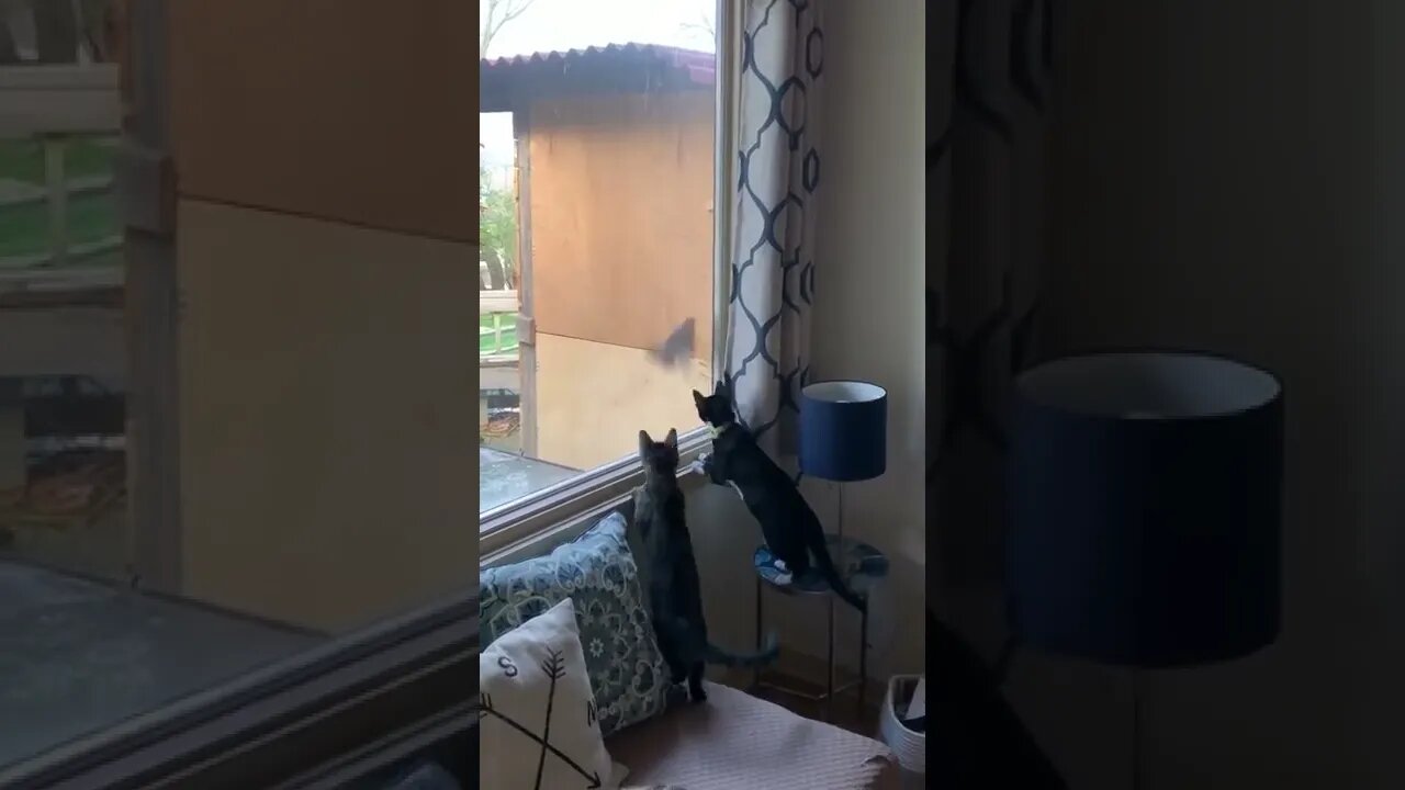 kittens fascinated by bird flying into window