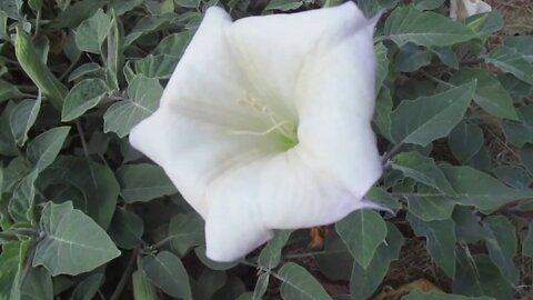 Wood Canyon Treasures