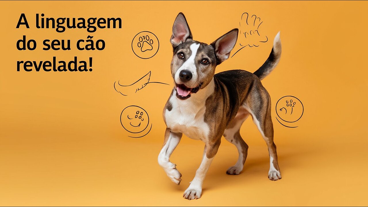 Decifre a Linguagem Corporal dos Cães e Fortaleça o Vínculo com Seu Pet!