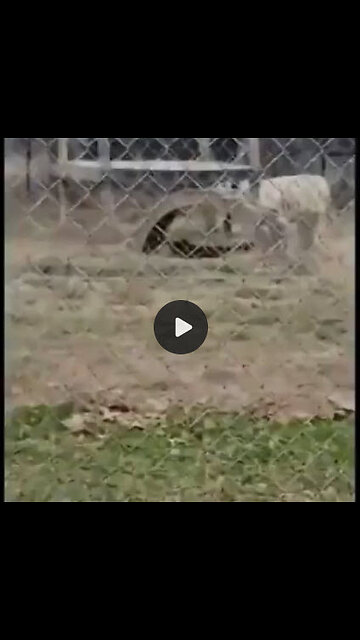 AND THEN THERE IS DONKEY!