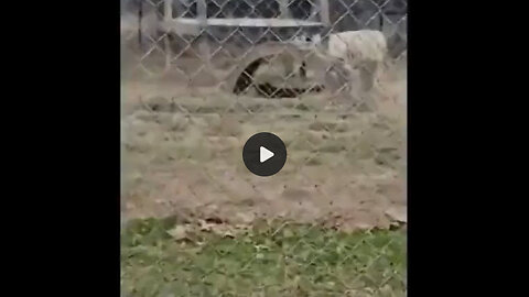 AND THEN THERE IS DONKEY!
