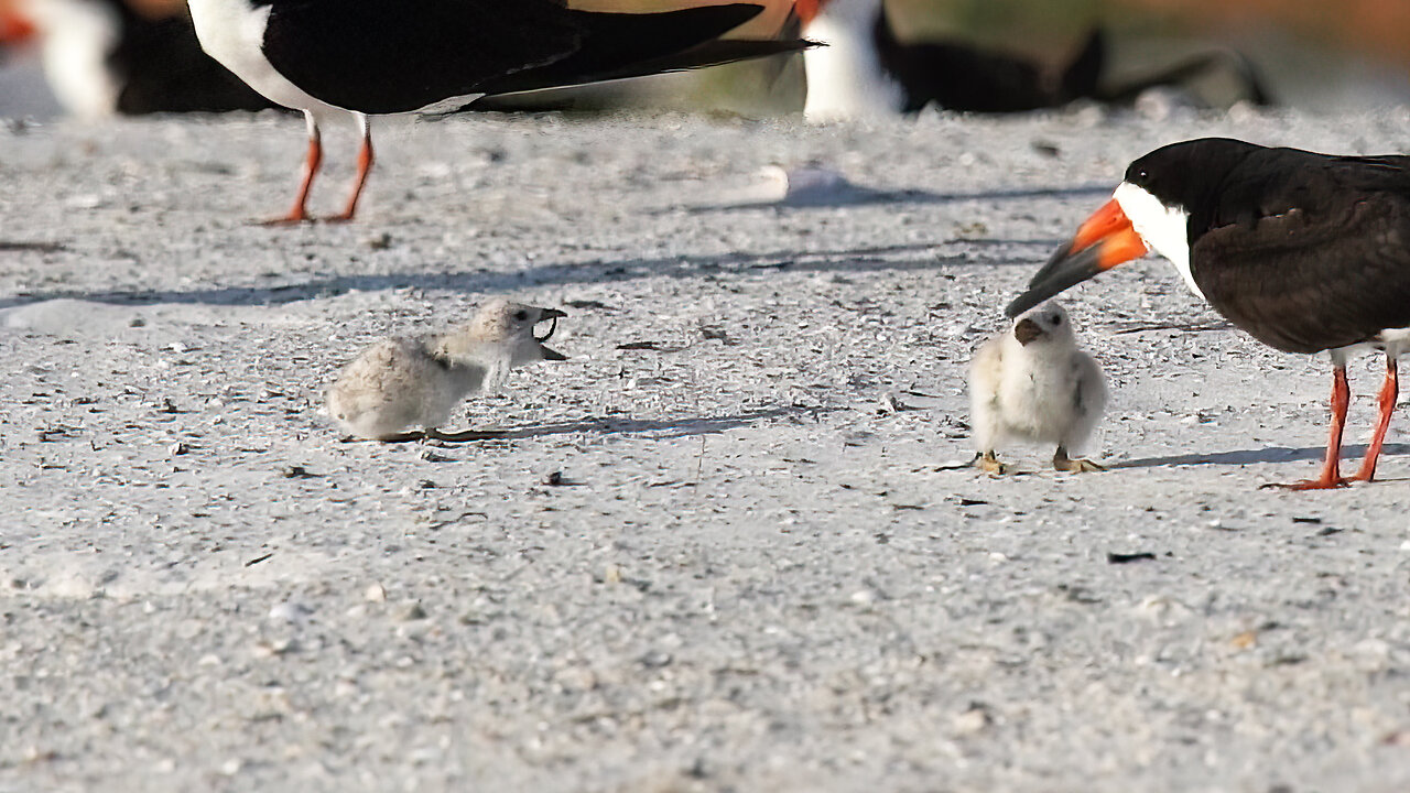 Tiny Black Skimmer Chick Feeding