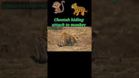 Cheetah hiding attack on monkey 2022 #shorts #youtubeshorts #shortvideo