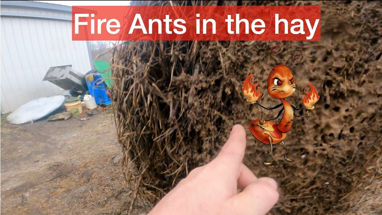 Fire Ants in the Hay