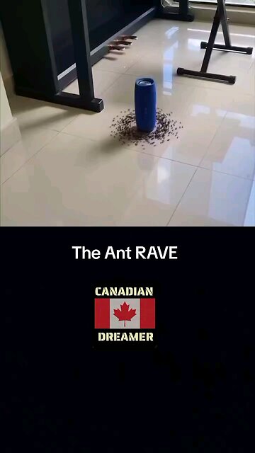 The Ant Dance