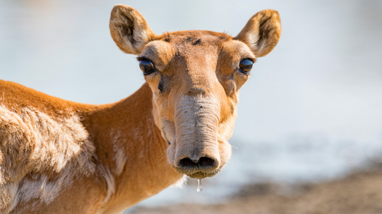 Saving the Saiga: The Fight to Protect an Endangered Antelope