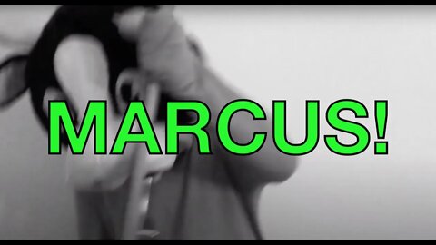 Happy Birthday MARCUS! - COW Happy Birthday Song