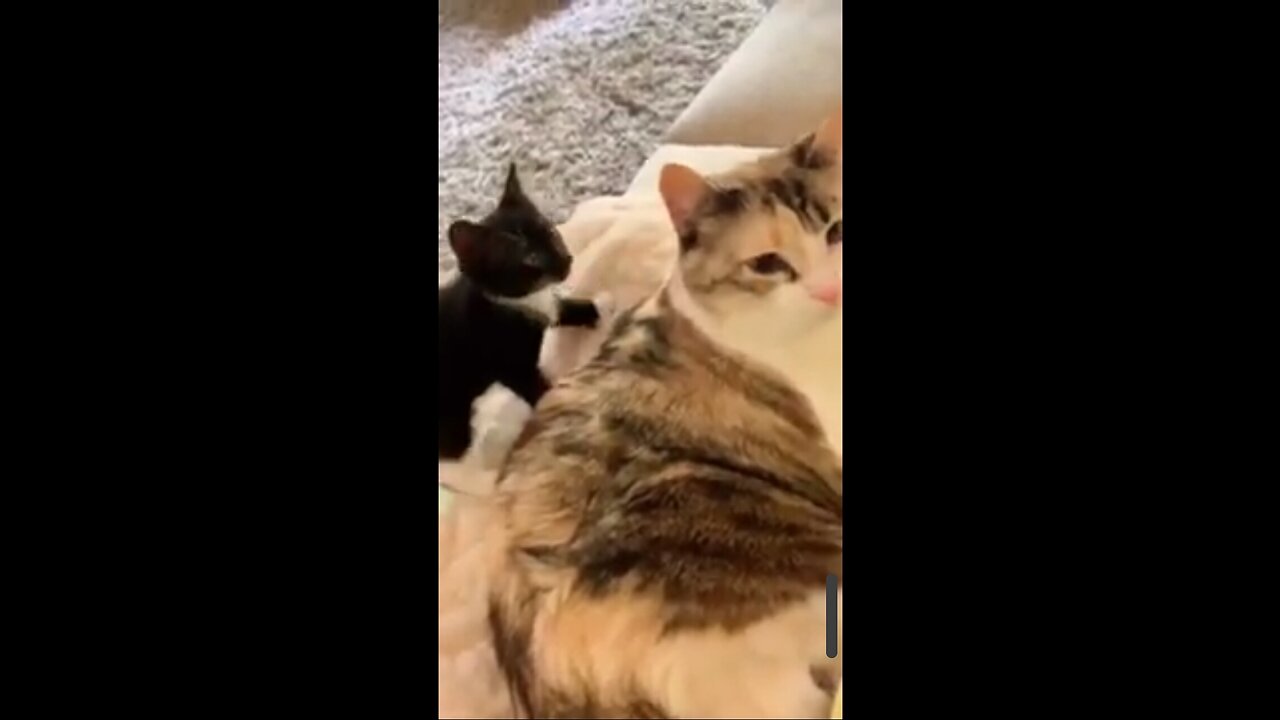 💜💜💛💛💚💚💙💙❤❤Big cat vs cute cat funny short video❤❤💙💙💚💚💛💛💜💜