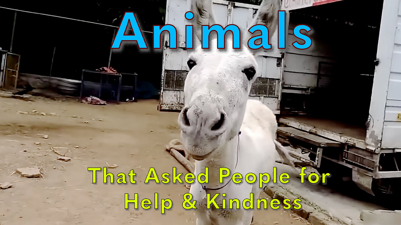 Animals That Asked People for Help & Kindness 02