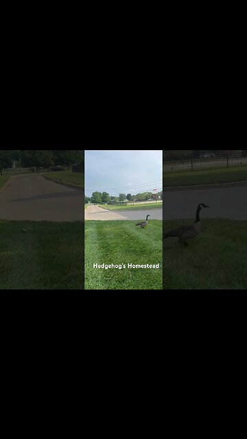 Just hanging out with some fellow Canadians lol