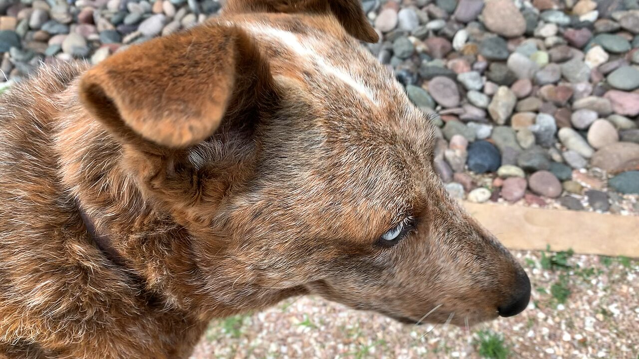 Scout found a Large Insect. Is it Dead?