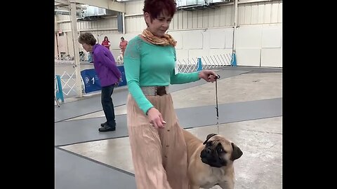 Bullmastiff in the show ring. Fayetteville AR 4-22-23. LonelyCreek bullmastiff