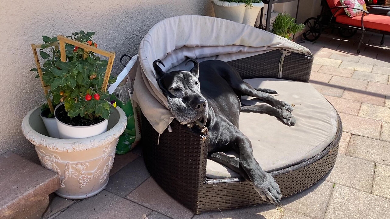 Great Dane's Lips Appear To Be Melting In The Florida Sunshine