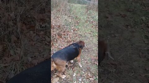 Run? Nope... 🦴