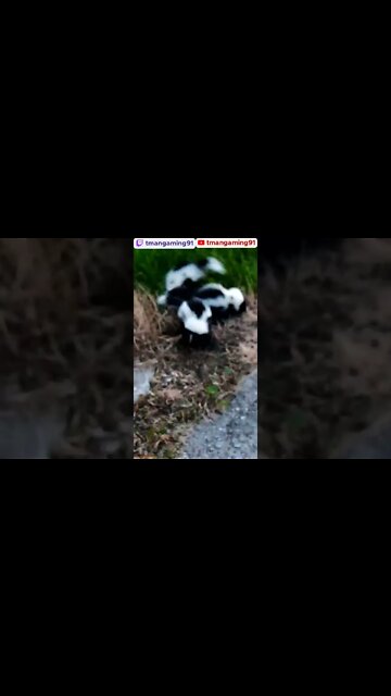 Wild Baby Skunks
