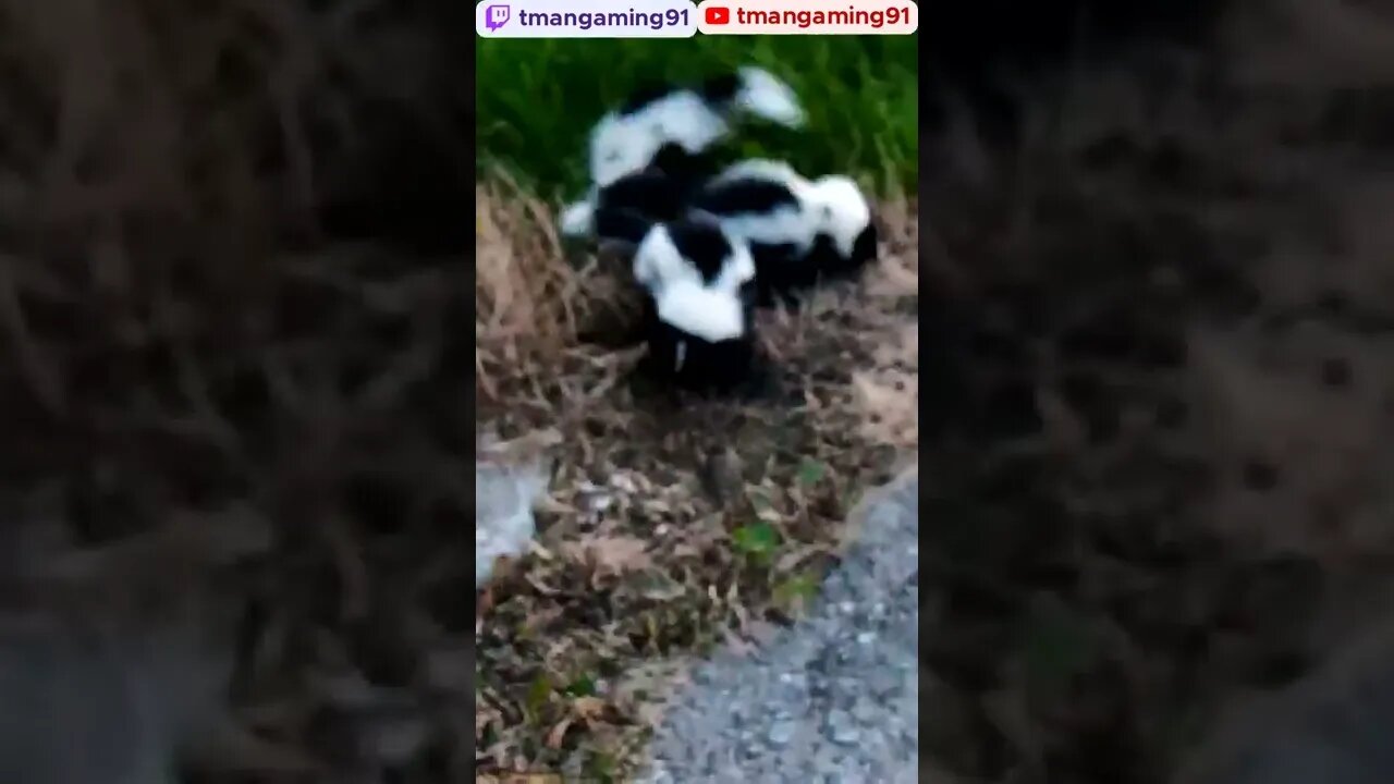 Wild Baby Skunks