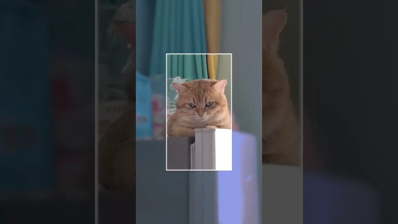Cute pet kitten