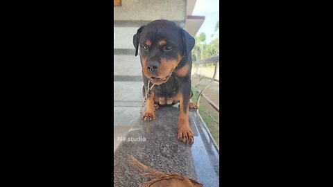 Angry dog