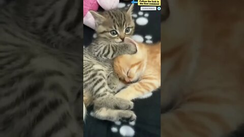 cute cat videos 😹 funny videos 😂 782 😻 #shorts #shortsfunny#cutecat #catvideos#catsfood#catscare