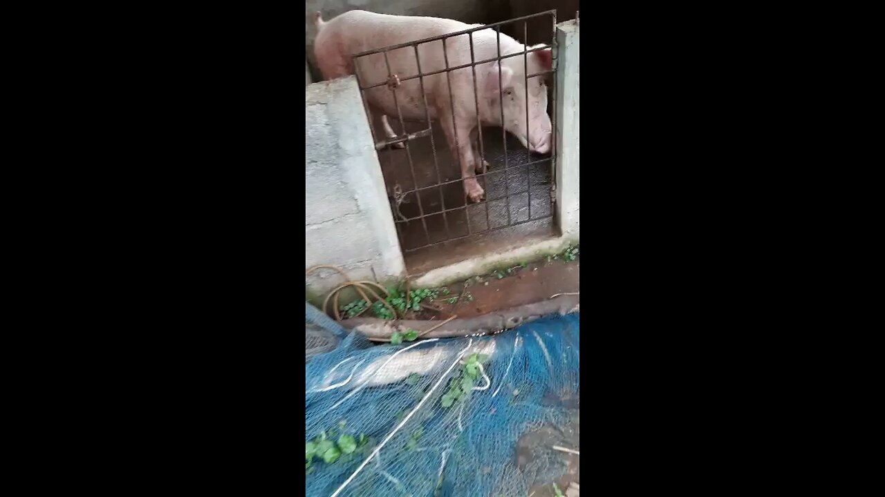 Momma pig