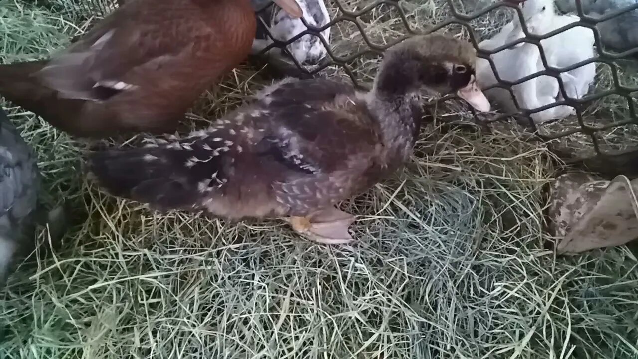 Some ducklings, Muscovy and a Indian Runner 18th June 2021