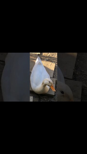 Duck sitting on my doorstep