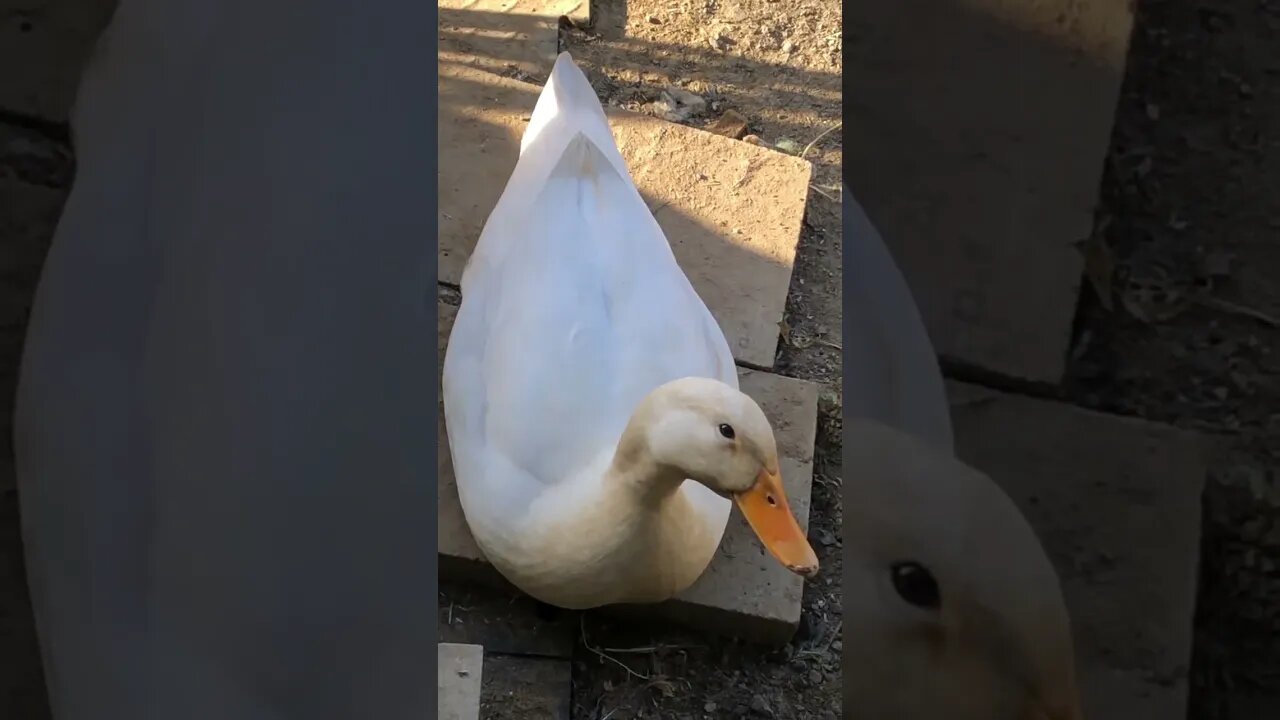 Duck sitting on my doorstep