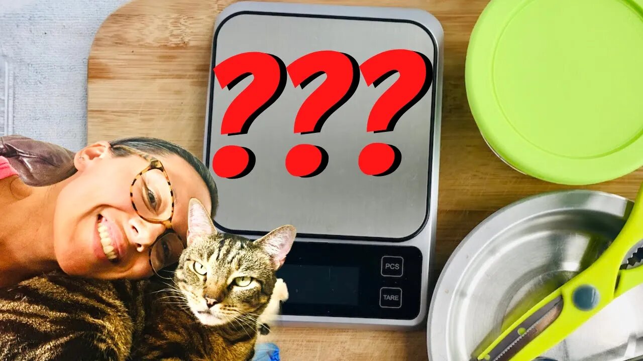 SOLVED: How much should I feed my cat