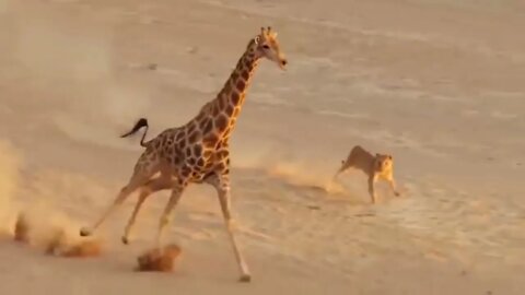 Lion To save baby