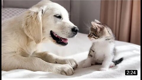 Golden Retriever Puppy Loves Tiny Kittens!