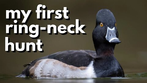 Hunting Ring-Necks in South Georgia!
